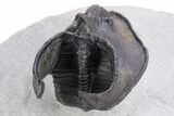 Gorgeous Scotoharpes Trilobite - Weird Compression #359173-4